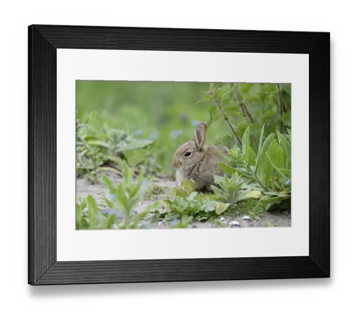 Framed Print : European rabbit (Oryctolagus cuniculus)