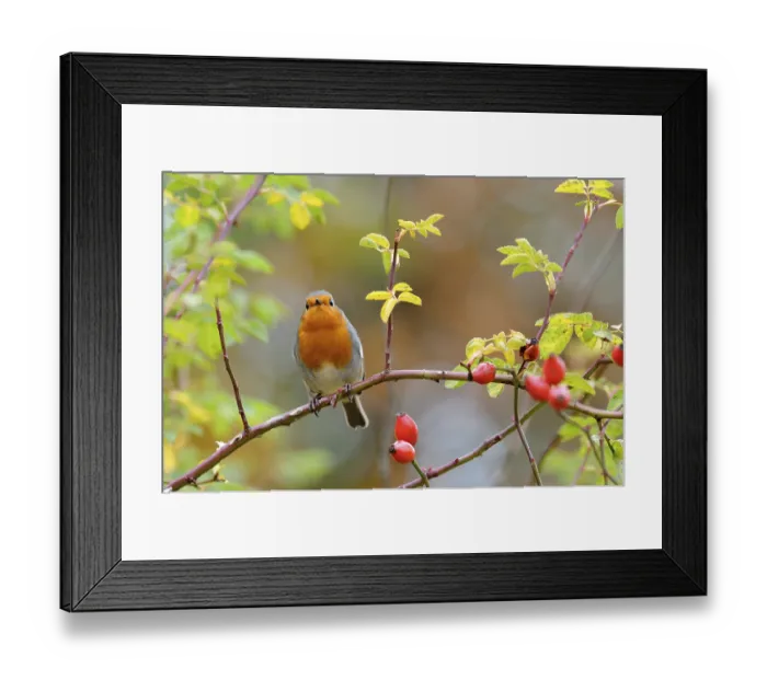 Framed Print : Robin (Erithacus rubecula) sitting on a branch Framed Print : Robin (Erithacus rubecula) sitting on a branch