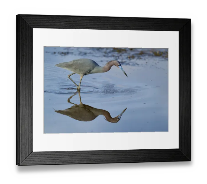 Framed Print : Great Blue Heron (Egretta caerulea) Framed Print : Great Blue Heron (Egretta caerulea)
