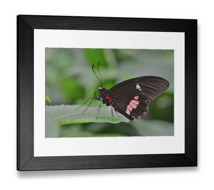 Framed Print : Lysander Cattleheart (Parides lysander)