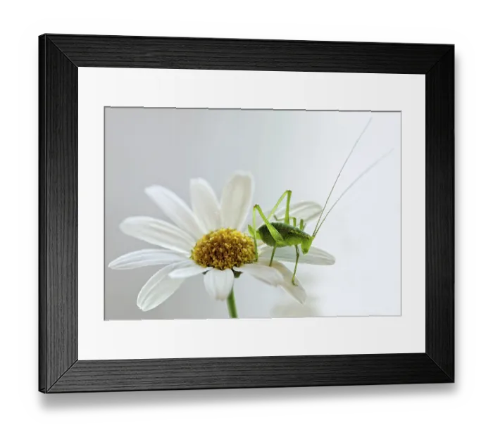 Framed Print : Slant-faced grasshopper (Gomphocerinae)