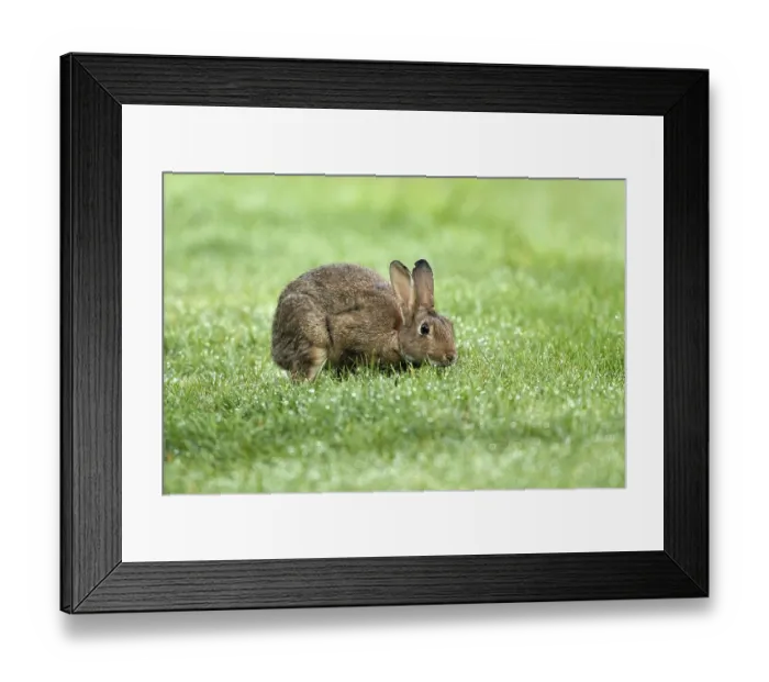 Framed Print : European rabbit (Oryctolagus cuniculus) in wet meadow