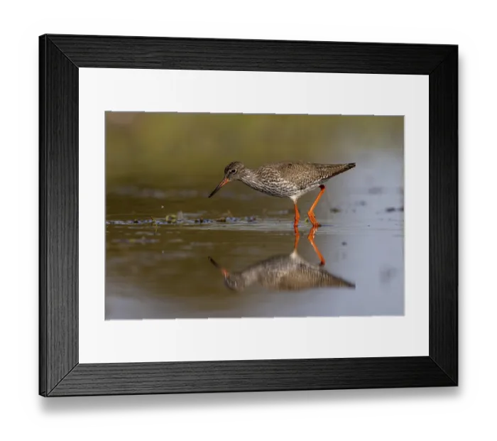 Framed Print : Common redshank (Tringa totanus) Framed Print : Common redshank (Tringa totanus)