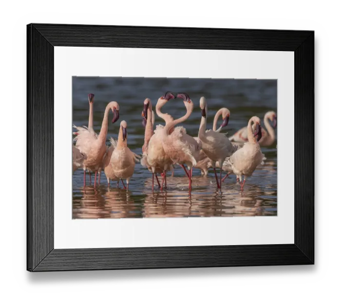 Framed Print : Lesser Flamingos (Phoeniconaias minor) Framed Print : Lesser Flamingos (Phoeniconaias minor)