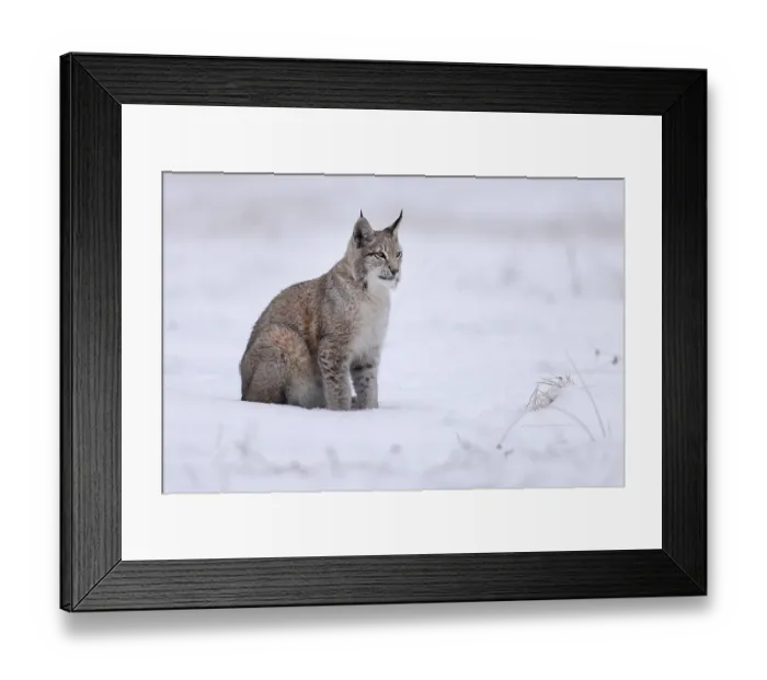 Framed Print : Eurasian lynx (Lynx lynx) sitting on a snowy meadow