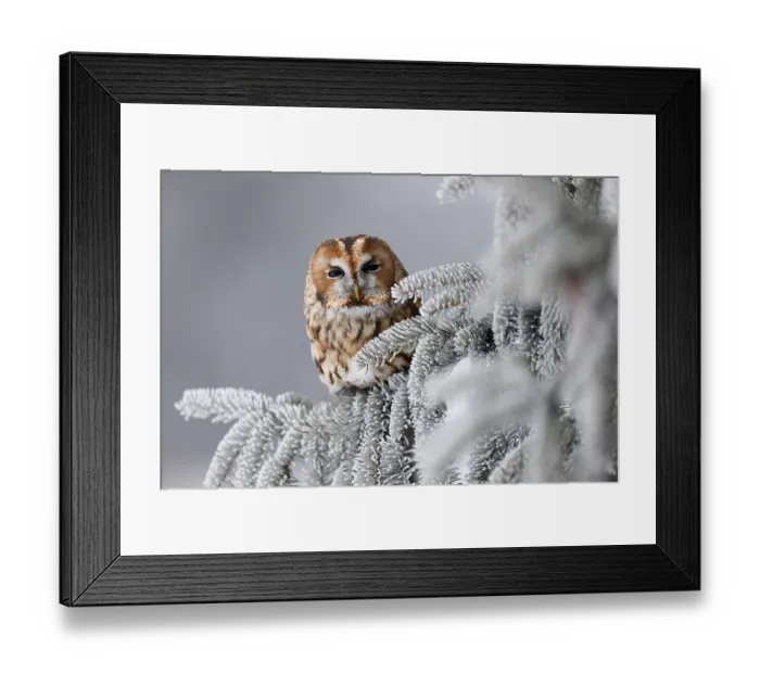 Framed Print : Tawny owl (Strix aluco) sitting on an icy branch Framed Print : Tawny owl (Strix aluco) sitting on an icy branch
