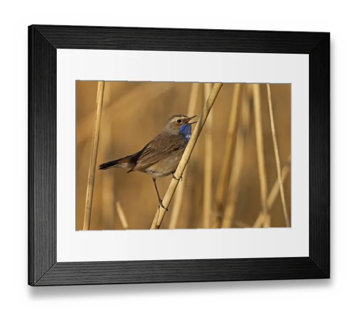 Framed Print : Bluethroat (Luscinia svecica) singing on a reed