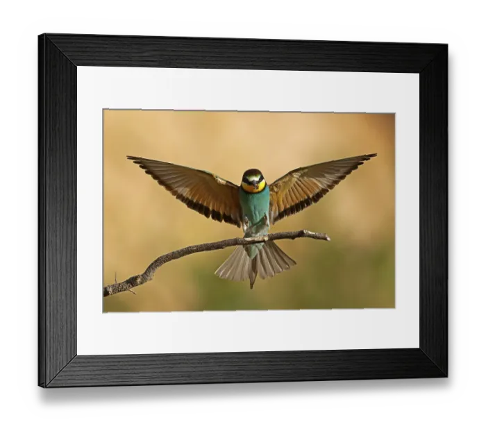 Framed Print : Bee-eater (Merops apiaster) in flight