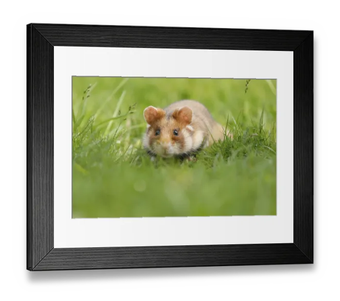 Framed Print : European hamster (Cricetus cricetus) in a meadow Framed Print : European hamster (Cricetus cricetus) in a meadow