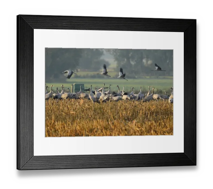 Framed Print : Crane (Grus grus) in a field, wildlife