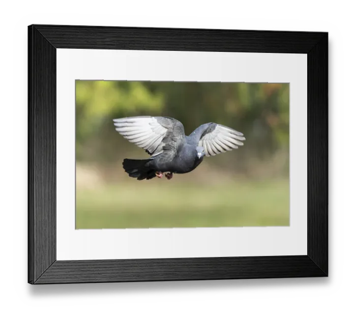Framed Print : City dove (Columba livia forma domestica) in flight