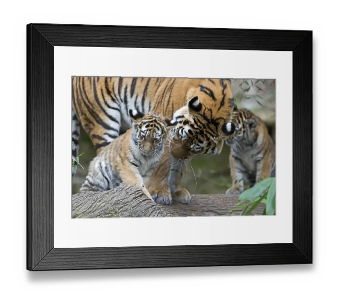 Framed Print : Two tiger cubs playing while an adult watches them