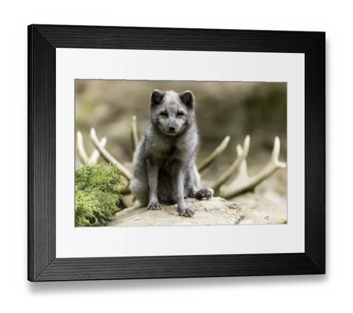Framed Print : A sitting arctic fox (Alopex lagopus) Framed Print : A sitting arctic fox (Alopex lagopus)