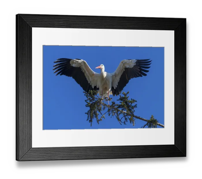 Framed Print : White stork with spread wings standing on a tree branch under a blue sky