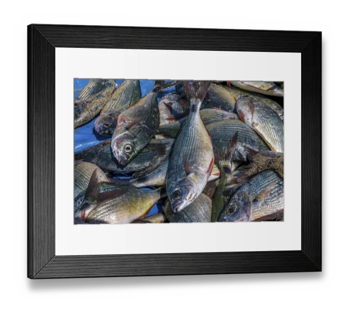 Framed Print : Fishes in close-up.Tarrafal. Santiago