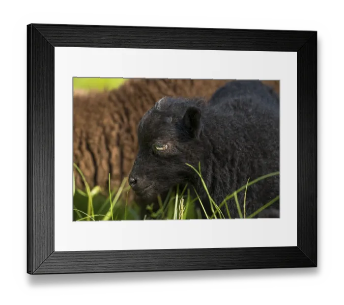 Framed Print : Black lamb, portrait, Ouessant sheep (Breton dwarf sheep)