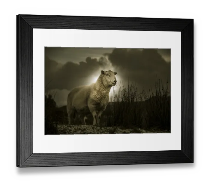 Framed Print : Scottish Domestic sheep (Ovis gmelini aries) in a meadow Framed Print : Scottish Domestic sheep (Ovis gmelini aries) in a meadow