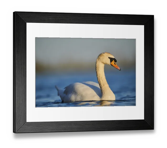 Framed Print : Mute swan (Cygnus olor), swimming in water on Danube