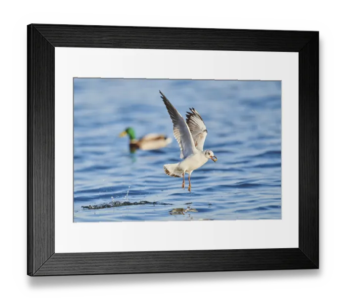 Framed Print : Black-headed gull (Chroicocephalus ridibundus) flying above danubia river Framed Print : Black-headed gull (Chroicocephalus ridibundus) flying above danubia river