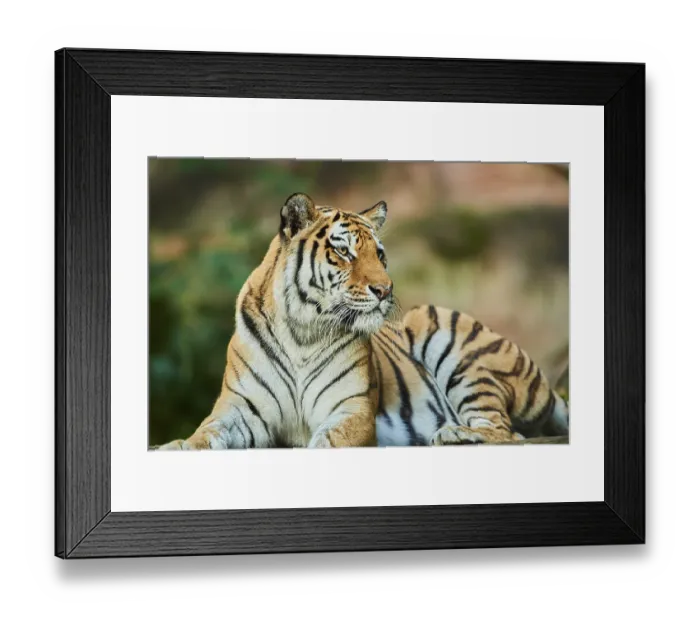 Framed Print : Siberian tiger (Panthera tigris altaica)