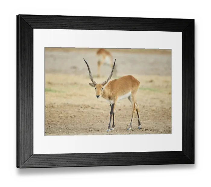 Framed Print : Southern lechwe (Kobus leche) in the dessert