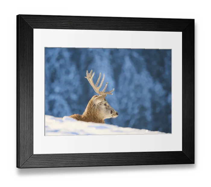 Framed Print : Red deer (Cervus elaphus) stag on a snowy meadow in the mountains in tirol