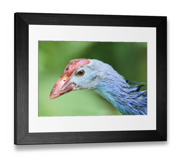 Framed Print : Western swamphen (Porphyrio porphyrio)
