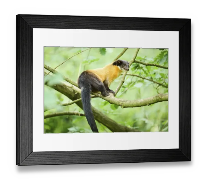 Framed Print : Yellow-throated marten (Martes flavigula) on a branch Framed Print : Yellow-throated marten (Martes flavigula) on a branch