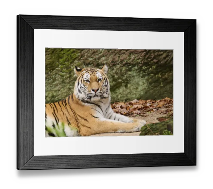 Framed Print : Siberian tiger (Panthera tigris altaica) lying on the ground