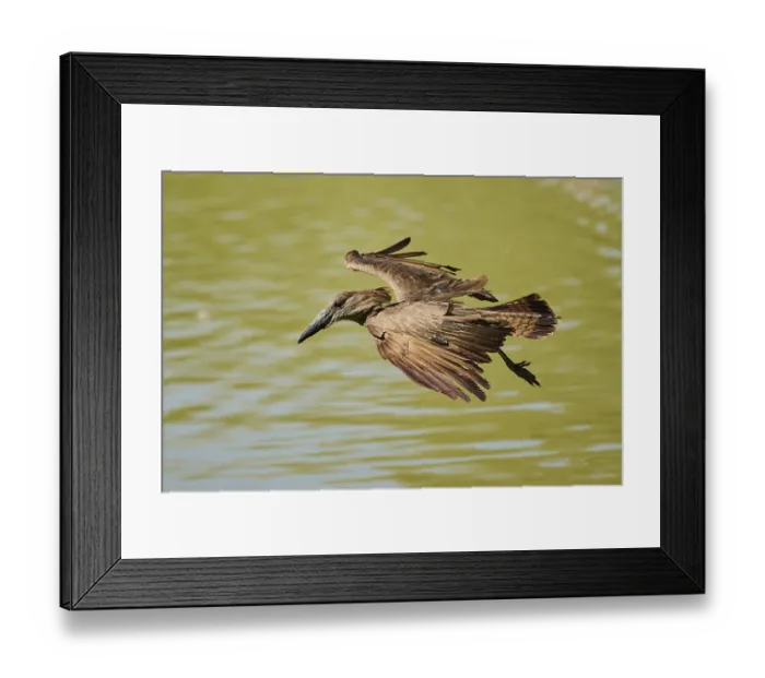 Framed Print : Hamerkop (Scopus umbretta) flying Framed Print : Hamerkop (Scopus umbretta) flying