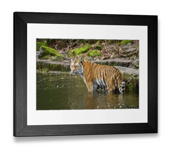 Framed Print : Siberian tiger or Amur tiger (Panthera tigris altaica) standing at the shore of a lake