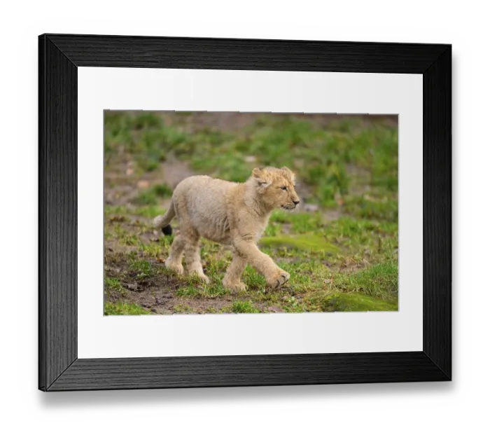 Framed Print : Asiatic lion (Panthera leo persica) cub standing in the green grass