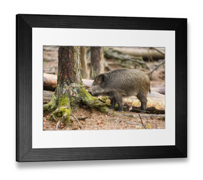 Framed Print : Wild boar (Sus scrofa) standing in a forest