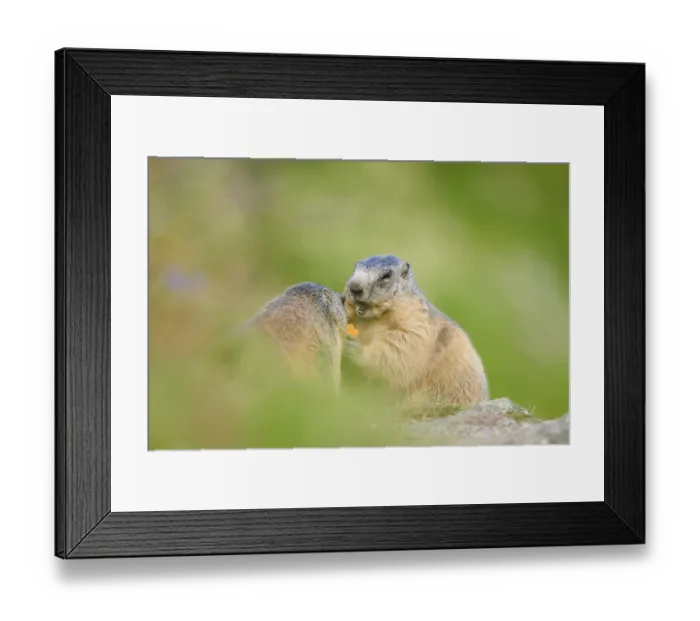 Framed Print : Alpine marmot (Marmota marmota) on a meadow in summer