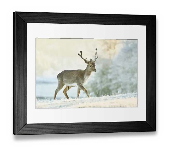 Framed Print : Fallow deer (Dama dama) on a frozen meadow