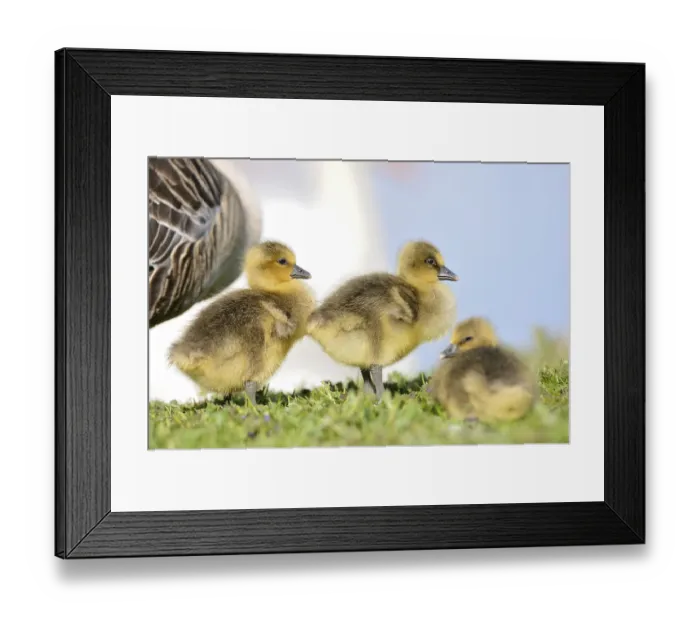 Framed Print : Close-up of Greylag Goose (Anser anser) chicks on a medow in spring Framed Print : Close-up of Greylag Goose (Anser anser) chicks on a medow in spring