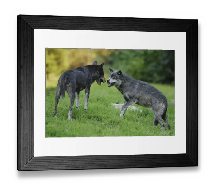 Framed Print : Two algonquin wolves (Canis lupus lycaon) fighting in a meadow