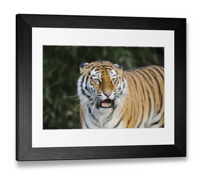 Framed Print : Portrait of a Siberian tiger or Amur tiger (Panthera tigris altaica)