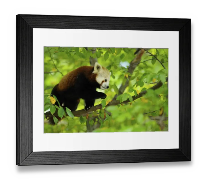 Framed Print : Red panda (Ailurus fulgens) on a bough, captive