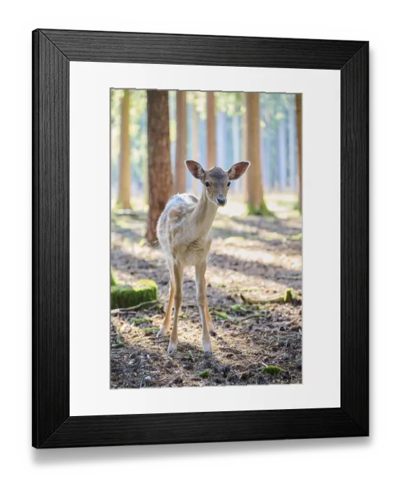 Framed Print : European fallow deer (Dama dama) youngster sin a forest