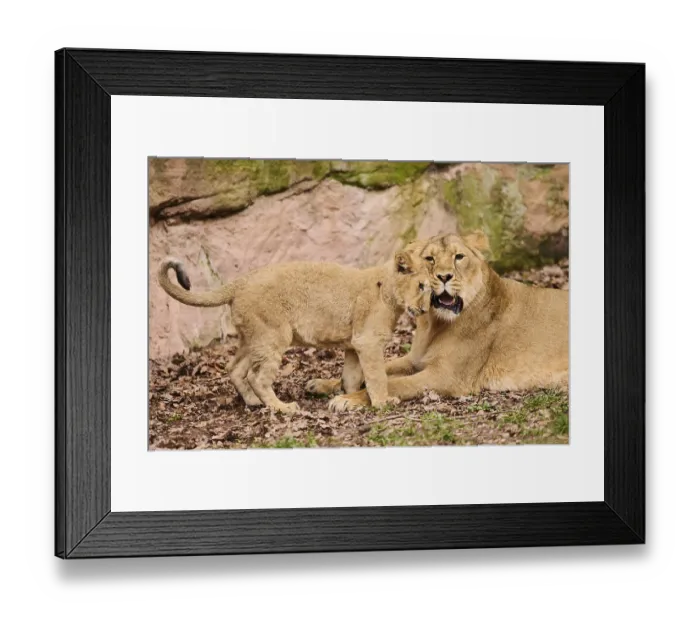 Framed Print : Asiatic lion (Panthera leo persica) female (mother) with her cub