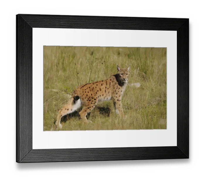 Framed Print : A lynx stands vigil in a meadow surrounded by tall grass and natural vegetation