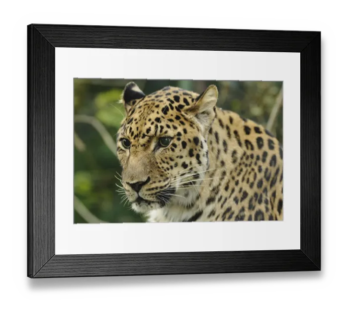 Framed Print : A leopard with mottled fur and a watchful expression in the wild