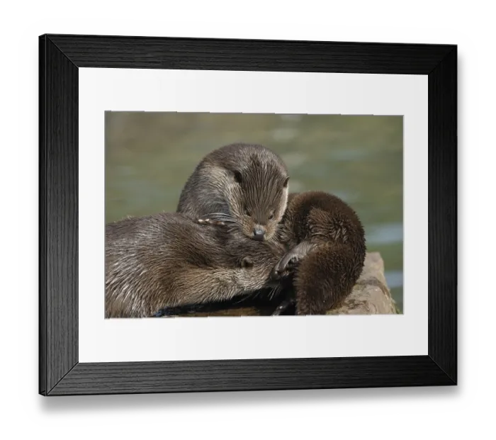 Framed Print : Two otters cuddling together, otter (Lutra lutra)