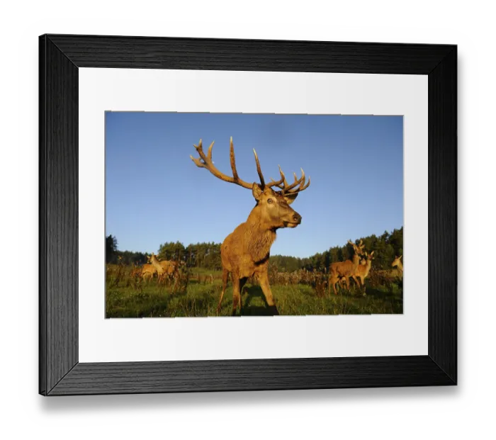 Framed Print : A stag with impressive antlers stands proudly in a meadow surrounded by trees Framed Print : A stag with impressive antlers stands proudly in a meadow surrounded by trees