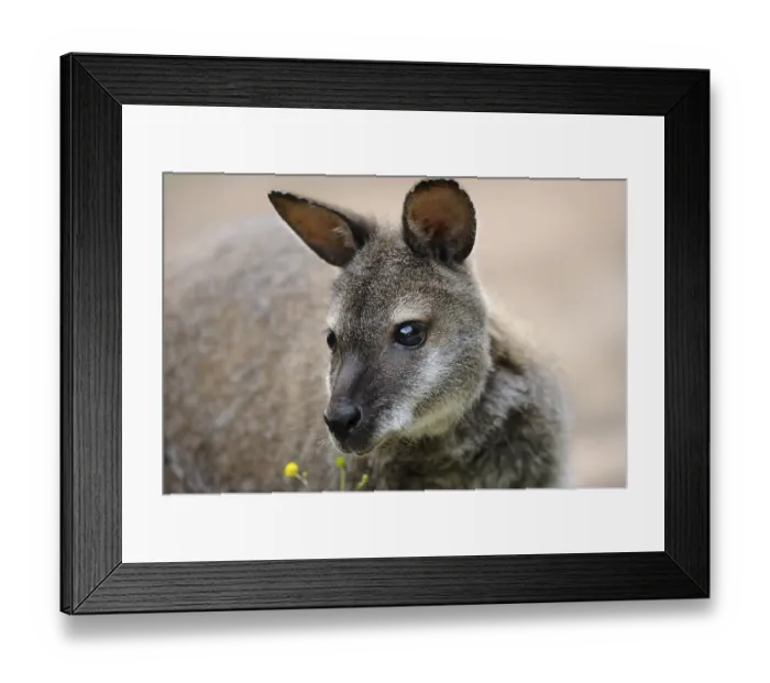 Framed Print : Kangaroo with soft fur and yellow flowers in the foreground
