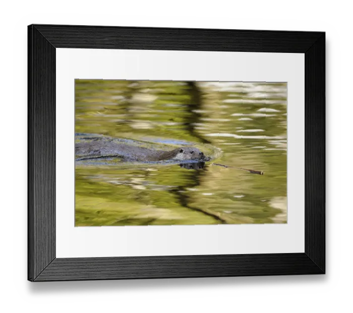 Framed Print : An otter swims across the water with a small twig in its mouth Framed Print : An otter swims across the water with a small twig in its mouth