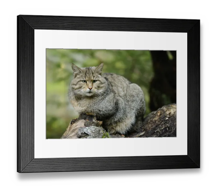 Framed Print : Wildcat sitting vigilantly on a tree trunk