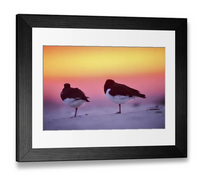 Framed Print : Eurasian oystercatcher (Haematopus ostralegus) on the beach at sunset Framed Print : Eurasian oystercatcher (Haematopus ostralegus) on the beach at sunset