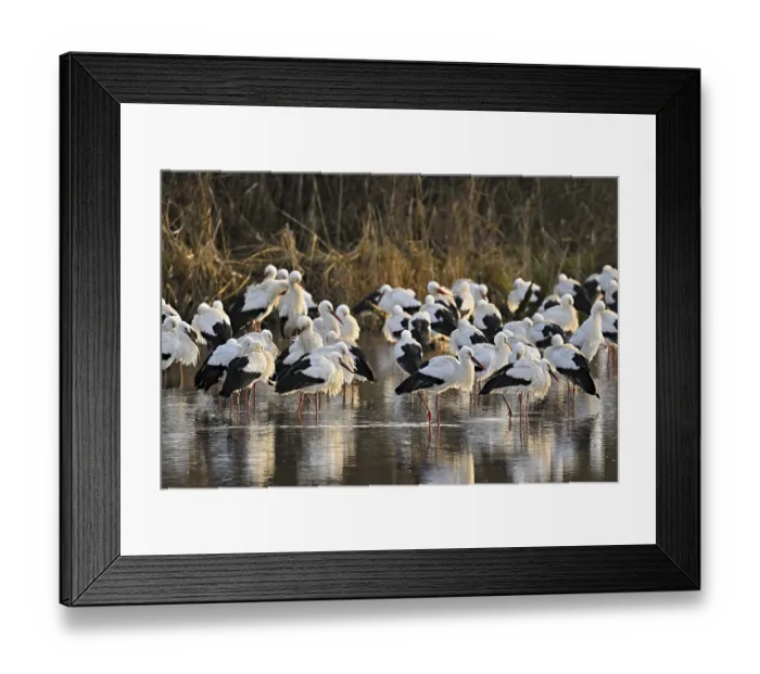 Framed Print : White storks (Ciconia ciconia) Framed Print : White storks (Ciconia ciconia)